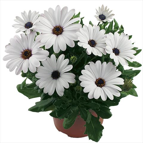foto van een variëteit aan bloemen, te gebruiken als: Pot Osteospermum Margarita White Improved