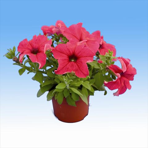 foto van een variëteit aan bloemen, te gebruiken als: Korf / Pot Petunia Viva Hot Pink