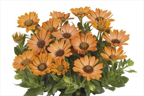 foto van een variëteit aan bloemen, te gebruiken als: Pot Osteospermum Smoothies Copper Sun