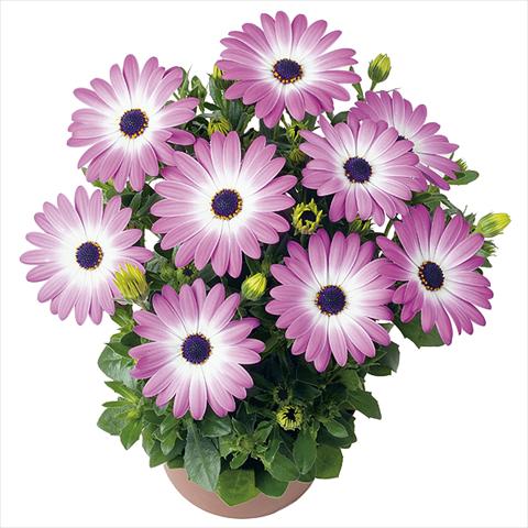foto van een variëteit aan bloemen, te gebruiken als: Pot Osteospermum Smoothies Pink Charme