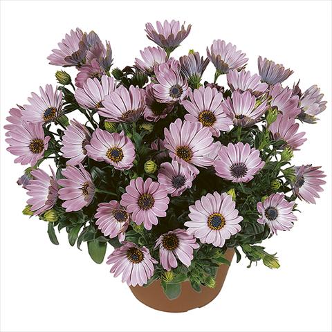 foto van een variëteit aan bloemen, te gebruiken als: Pot Osteospermum Smoothies Pink