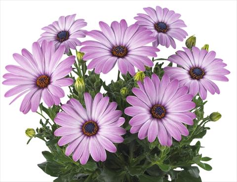 foto van een variëteit aan bloemen, te gebruiken als: Pot Osteospermum Smoothies Purple