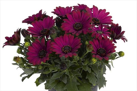 foto van een variëteit aan bloemen, te gebruiken als: Pot Osteospermum Smoothies Red Velvet