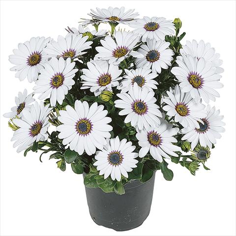 foto van een variëteit aan bloemen, te gebruiken als: Pot Osteospermum Smoothies White