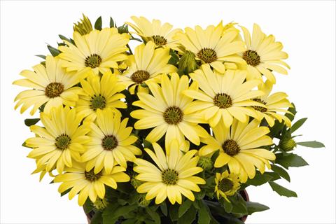 foto van een variëteit aan bloemen, te gebruiken als: Pot Osteospermum Smoothies Yellow