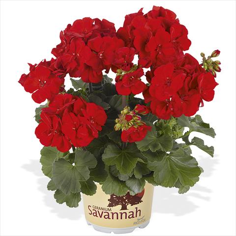foto van een variëteit aan bloemen, te gebruiken als: Pot Pelargonium peltatum Candy Idols Bright Red