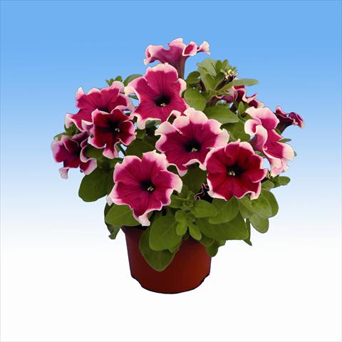 foto van een variëteit aan bloemen, te gebruiken als: Korf / Pot Petunia Viva Purple Picotee
