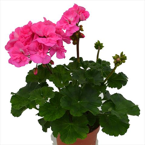 foto van een variëteit aan bloemen, te gebruiken als: Pot Pelargonium peltatum Candy Idols Pink Lovely