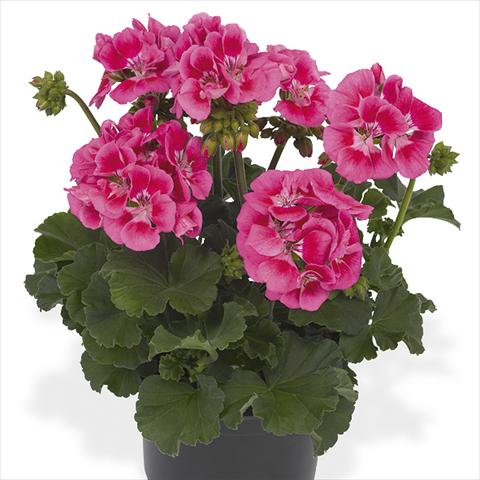 foto van een variëteit aan bloemen, te gebruiken als: Pot Pelargonium peltatum Candy Idols Pink Parfait
