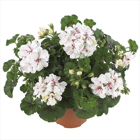 foto van een variëteit aan bloemen, te gebruiken als: Pot Pelargonium peltatum Dancing Idols Royal White