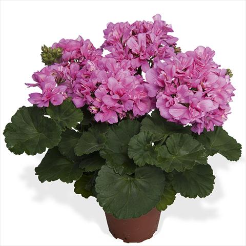 foto van een variëteit aan bloemen, te gebruiken als: Pot Pelargonium interspecific Dixieland Dixieland Pink