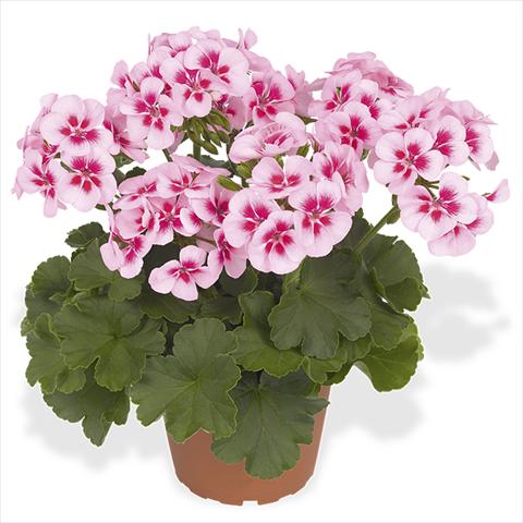 foto van een variëteit aan bloemen, te gebruiken als: Pot Pelargonium interspecific Dixieland Dixieland White Splash