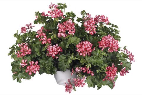 foto van een variëteit aan bloemen, te gebruiken als: Pot Pelargonium peltatum Grand Idols Red Bicolor Improved