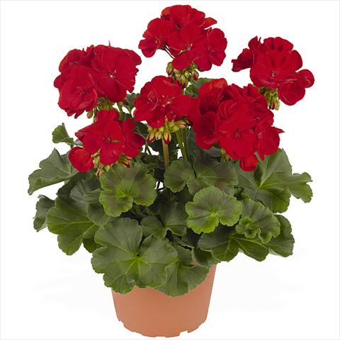 foto van een variëteit aan bloemen, te gebruiken als: Pot Pelargonium zonale Master Idols Dark Red
