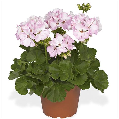 foto van een variëteit aan bloemen, te gebruiken als: Pot Pelargonium zonale Master Idols Soft Pink