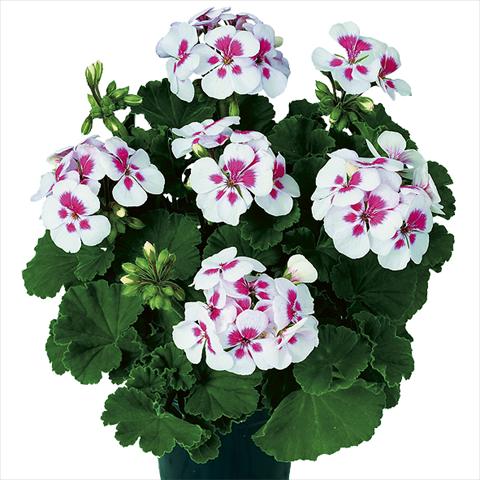 foto van een variëteit aan bloemen, te gebruiken als: Pot Pelargonium zonale Pop Idols White Parfait