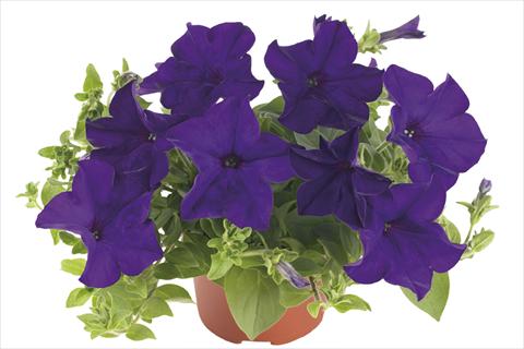 foto van een variëteit aan bloemen, te gebruiken als: Perkplant, potplant of korfplant Petunia x hybrida Fortunia Blue