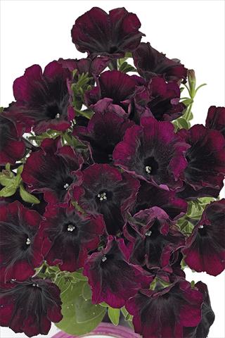 foto van een variëteit aan bloemen, te gebruiken als: Perkplant, potplant of korfplant Petunia x hybrida Fortunia Burgundy