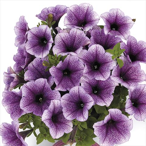 foto van een variëteit aan bloemen, te gebruiken als: Perkplant, potplant of korfplant Petunia x hybrida Fortunia Early Blue Vein