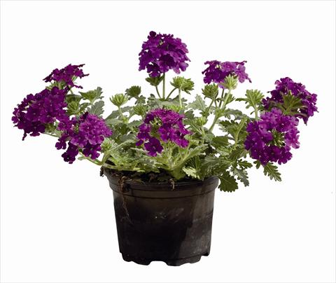 foto van een variëteit aan bloemen, te gebruiken als: Korf / Pot Verbena Vegas Versace Purple