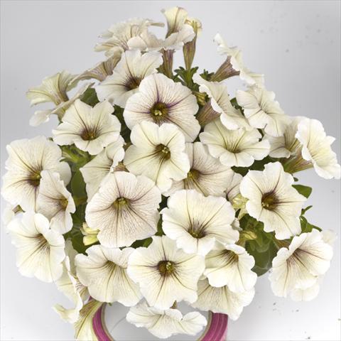 foto van een variëteit aan bloemen, te gebruiken als: Perkplant, potplant of korfplant Petunia x hybrida Fortunia Early Cream