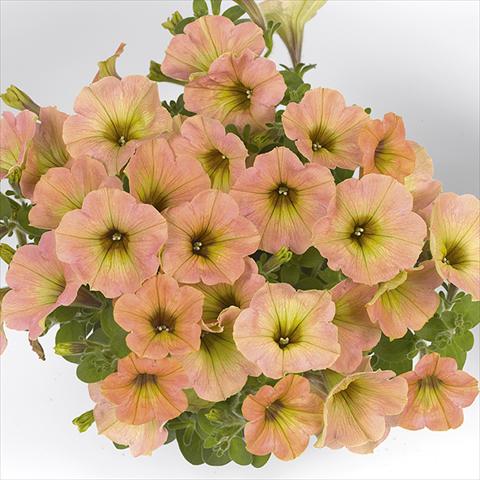 foto van een variëteit aan bloemen, te gebruiken als: Perkplant, potplant of korfplant Petunia x hybrida Fortunia Early Peach
