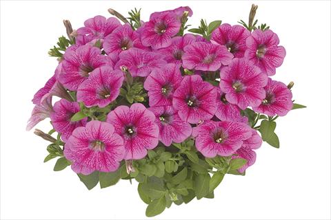foto van een variëteit aan bloemen, te gebruiken als: Perkplant, potplant of korfplant Petunia x hybrida Fortunia Early Pink