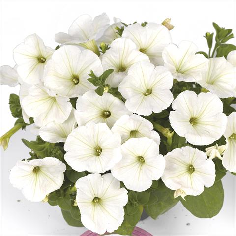foto van een variëteit aan bloemen, te gebruiken als: Perkplant, potplant of korfplant Petunia x hybrida Fortunia Early White