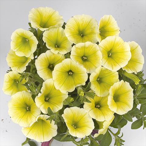 foto van een variëteit aan bloemen, te gebruiken als: Perkplant, potplant of korfplant Petunia x hybrida Fortunia Early Yellow