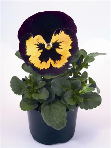 foto van een variëteit aan bloemen, te gebruiken als: Perkplant / Borders Viola wittrockiana Alpha Yellow Duet