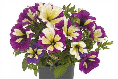 foto van een variëteit aan bloemen, te gebruiken als: Perkplant, potplant of korfplant Petunia x hybrida Fortunia Lavender Star