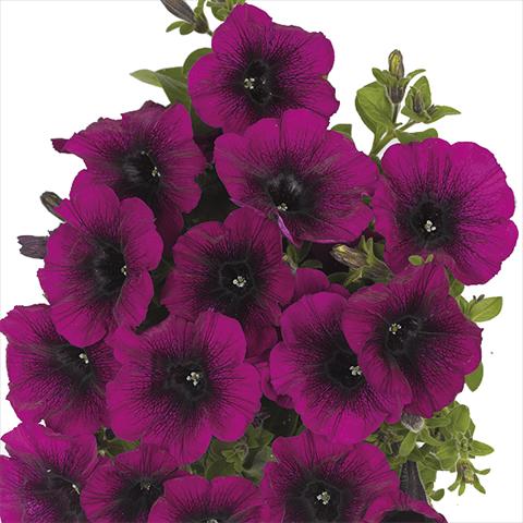 foto van een variëteit aan bloemen, te gebruiken als: Perkplant, potplant of korfplant Petunia x hybrida Fortunia Purple