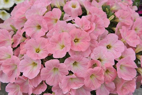 foto van een variëteit aan bloemen, te gebruiken als: Perkplant, potplant of korfplant Petunia x hybrida Fortunia Soft Pink