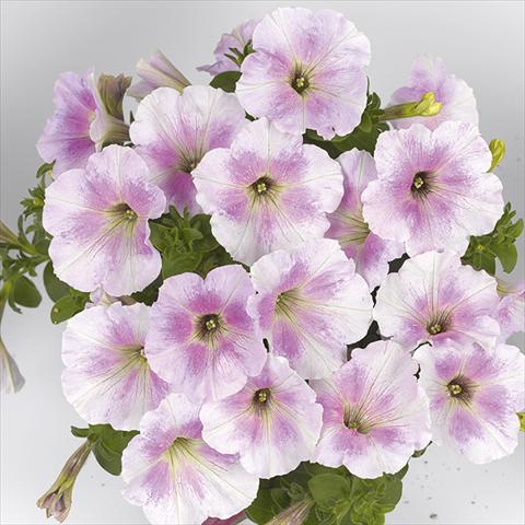 foto van een variëteit aan bloemen, te gebruiken als: Perkplant, potplant of korfplant Petunia x hybrida Fortunia White Rose