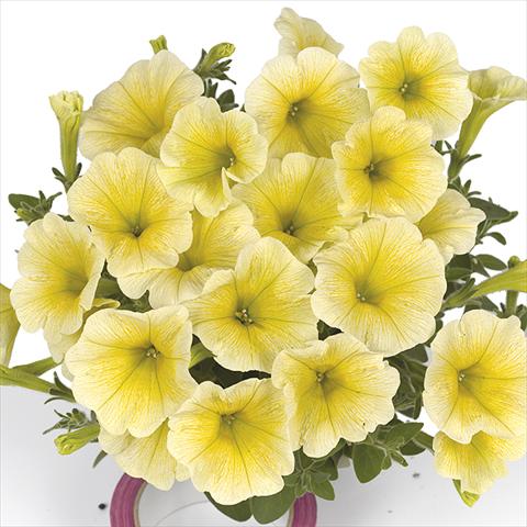 foto van een variëteit aan bloemen, te gebruiken als: Perkplant, potplant of korfplant Petunia x hybrida Fortunia Yellow