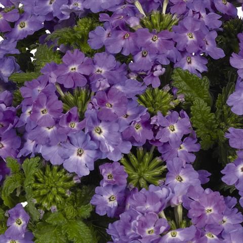 foto van een variëteit aan bloemen, te gebruiken als: Pot - en perkplant Verbena hybrida Lindolena Denim Blue