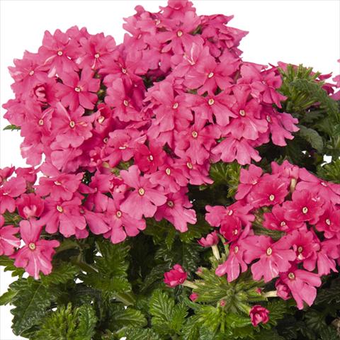 foto van een variëteit aan bloemen, te gebruiken als: Pot - en perkplant Verbena hybrida Lindolena Hot Pink