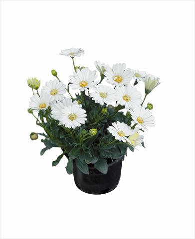foto van een variëteit aan bloemen, te gebruiken als: Perkplant / Borders Osteospermum Astra Cream