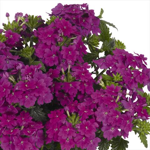 foto van een variëteit aan bloemen, te gebruiken als: Pot - en perkplant Verbena hybrida Lindolena Purple