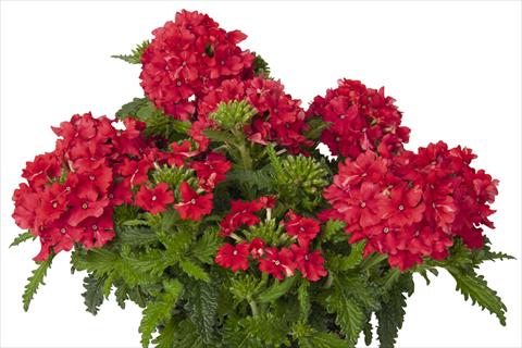 foto van een variëteit aan bloemen, te gebruiken als: Pot - en perkplant Verbena hybrida Lindolena Red