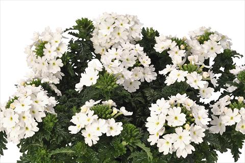 foto van een variëteit aan bloemen, te gebruiken als: Pot - en perkplant Verbena hybrida Lindolena White