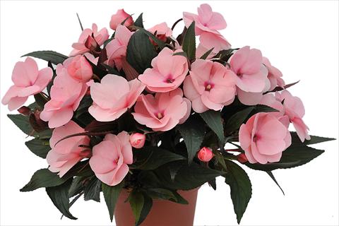foto van een variëteit aan bloemen, te gebruiken als: Perkplant, potplant of korfplant Impatiens Nuova Guinea Tamarinda Soft Pink
