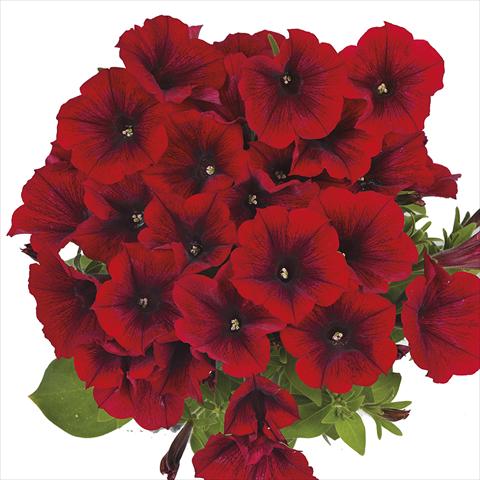 foto van een variëteit aan bloemen, te gebruiken als: Perkplant, potplant of korfplant Petunia x hybrida Fortunia Early Red