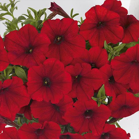 foto van een variëteit aan bloemen, te gebruiken als: Perkplant, potplant of korfplant Petunia x hybrida Fortunia Red