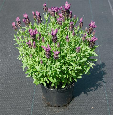 foto van een variëteit aan bloemen, te gebruiken als: Perkplant / Borders Lavandula stoechas Little Bee Deep Purple