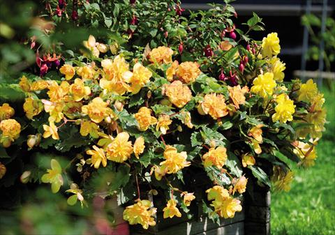 foto van een variëteit aan bloemen, te gebruiken als: Pot - en perkplant Begonia tuberhybrida Illumination® Apricot Shades