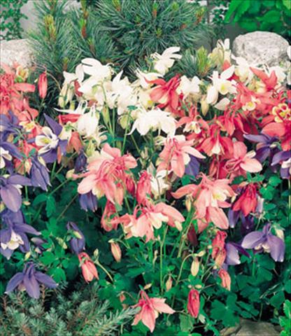 foto van een variëteit aan bloemen, te gebruiken als: Pot - en perkplant Aquilegia hybrida Spring Magic Mix