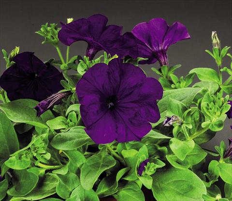 foto van een variëteit aan bloemen, te gebruiken als: Pot - en perkplant Petunia hybrida Success Blue