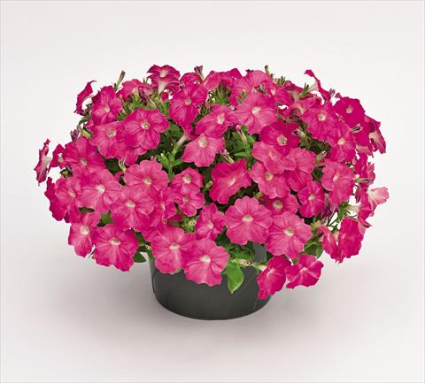 foto van een variëteit aan bloemen, te gebruiken als: Pot - en perkplant Petunia hybrida Success Pink