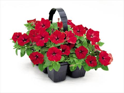 foto van een variëteit aan bloemen, te gebruiken als: Pot - en perkplant Petunia hybrida Success Red
